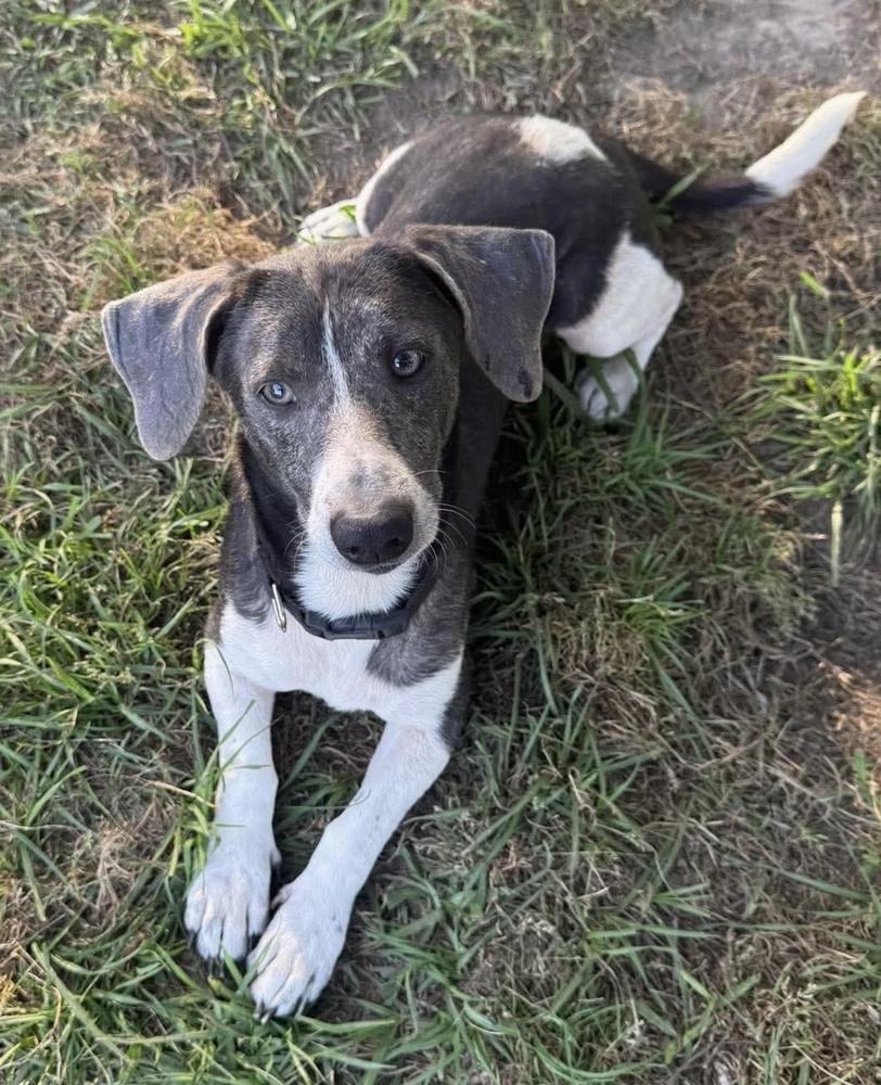 Otto, Adoptable, Adult Male Dachshund.