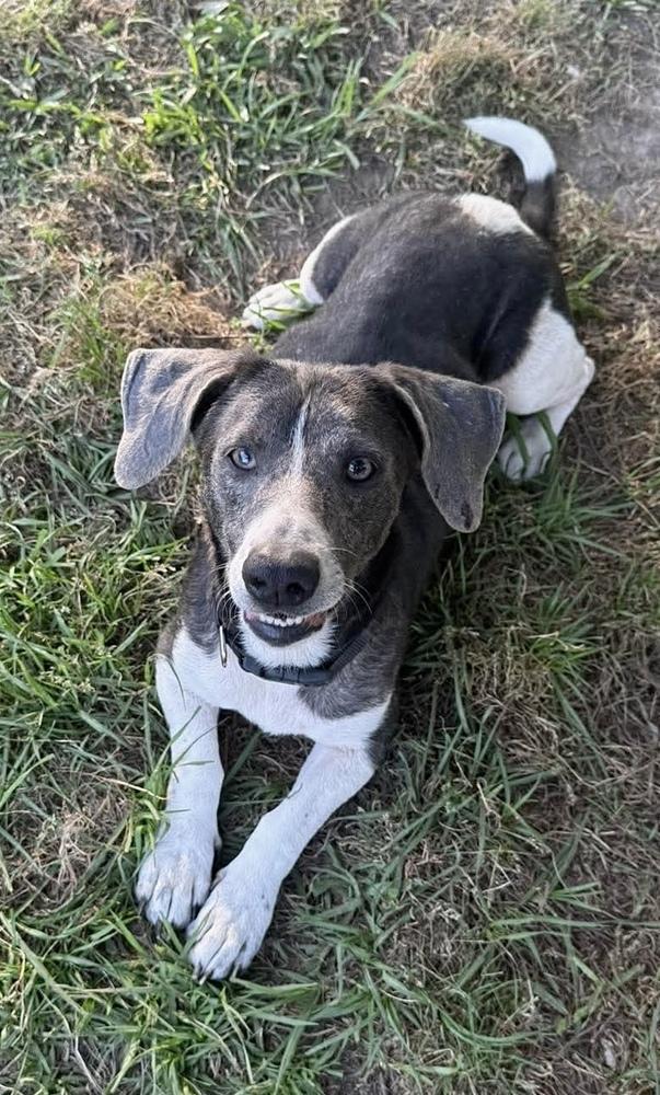Otto, a Adoptable mixed breed in Syracuse, NY image 2/5