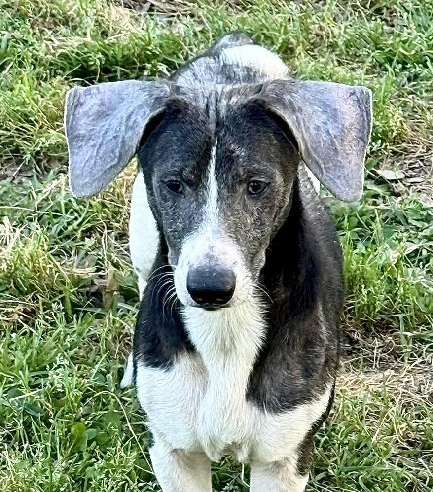 Otto, a Adoptable mixed breed in Syracuse, NY image 3/5