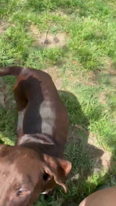 Enlarge Otto, a Adoptable mixed breed in Syracuse, NY video 4/5