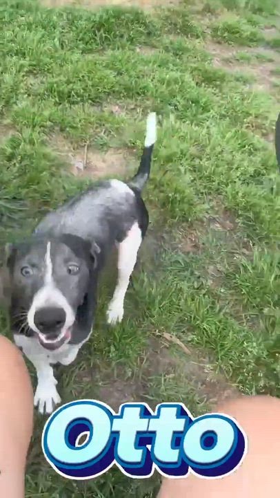 Enlarge Otto, a Adoptable mixed breed in Syracuse, NY video 5/5