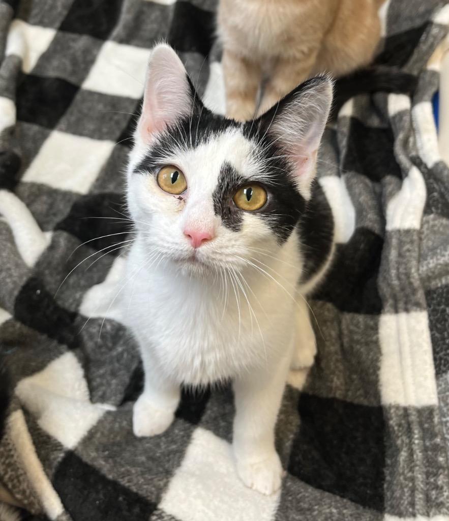 Benja, Adoptable, Young Male Domestic Short Hair.