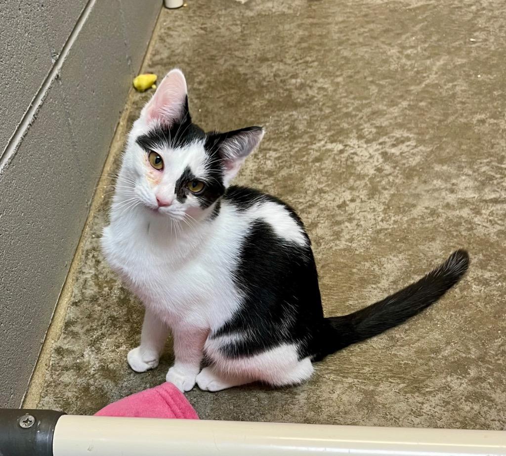 Enlarge Benja, a Adoptable mixed breed in Clinton, SC image 2/6