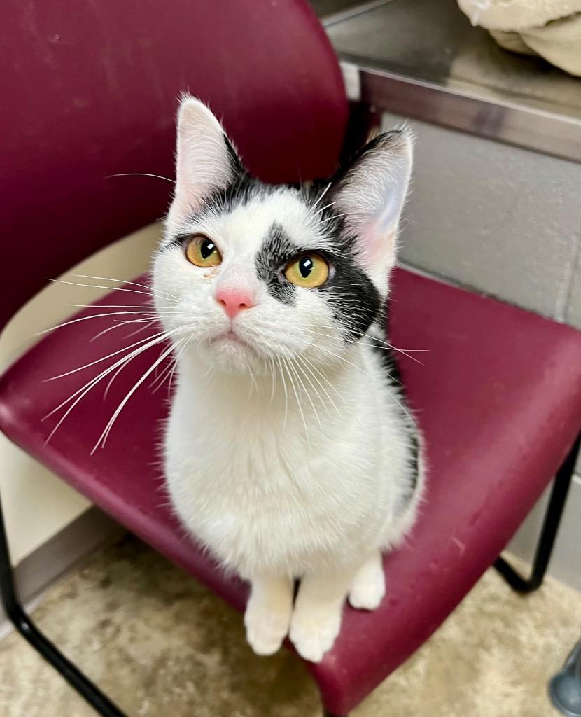 Enlarge Benja, a Adoptable mixed breed in Clinton, SC image 3/6