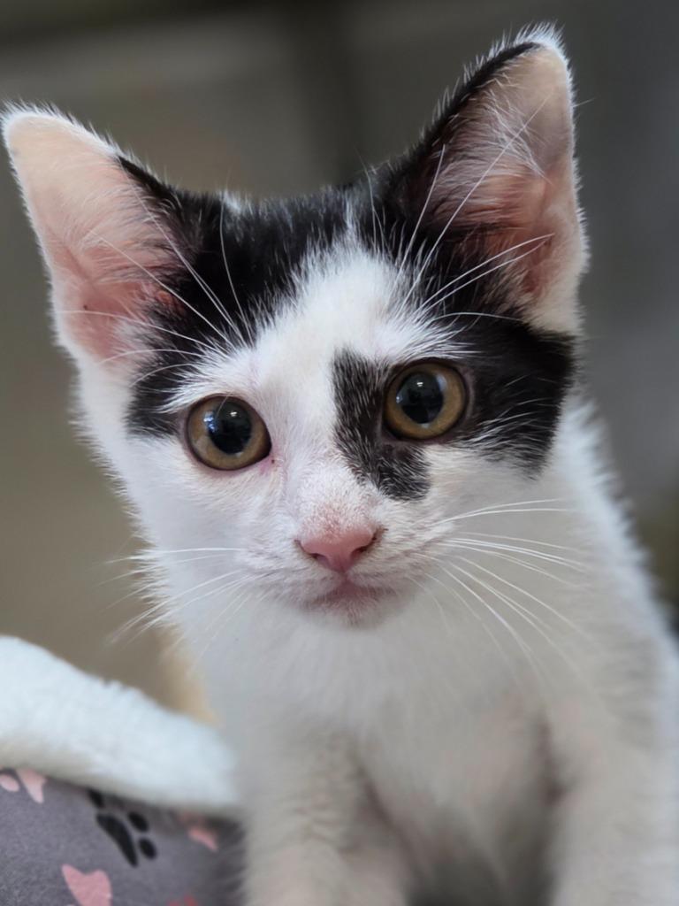 Enlarge Benja, a Adoptable mixed breed in Clinton, SC image 6/6