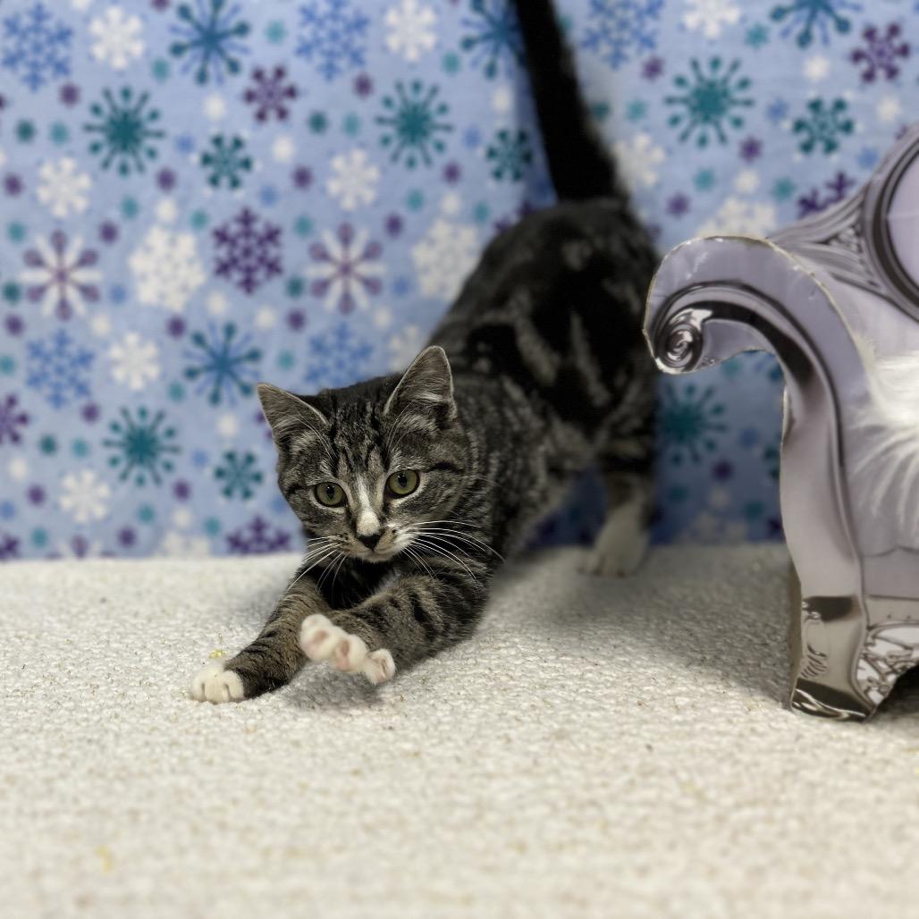 Frost, Adoptable, Kitten Female Domestic Short Hair.