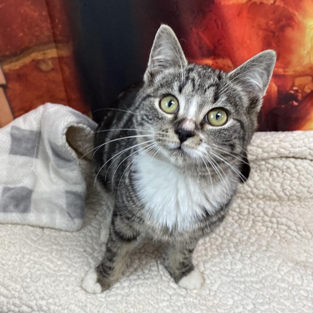 Frost, Adoptable, Kitten Female Domestic Short Hair.