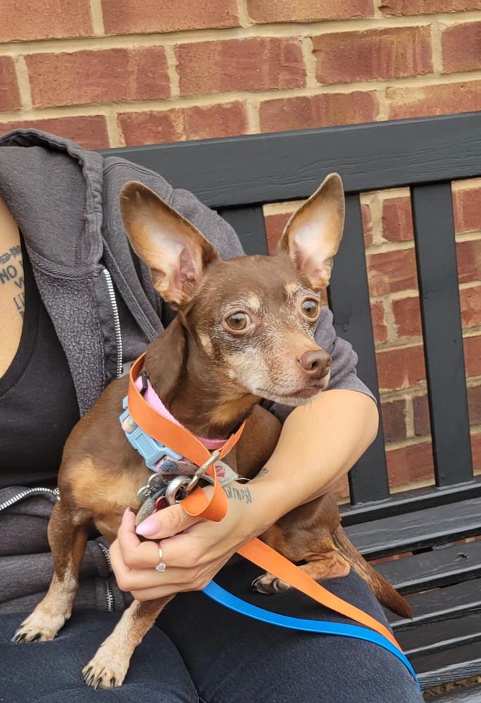 Enlarge Harley, a Adoptable Chihuahua in Jefferson Hills, PA image 2/3