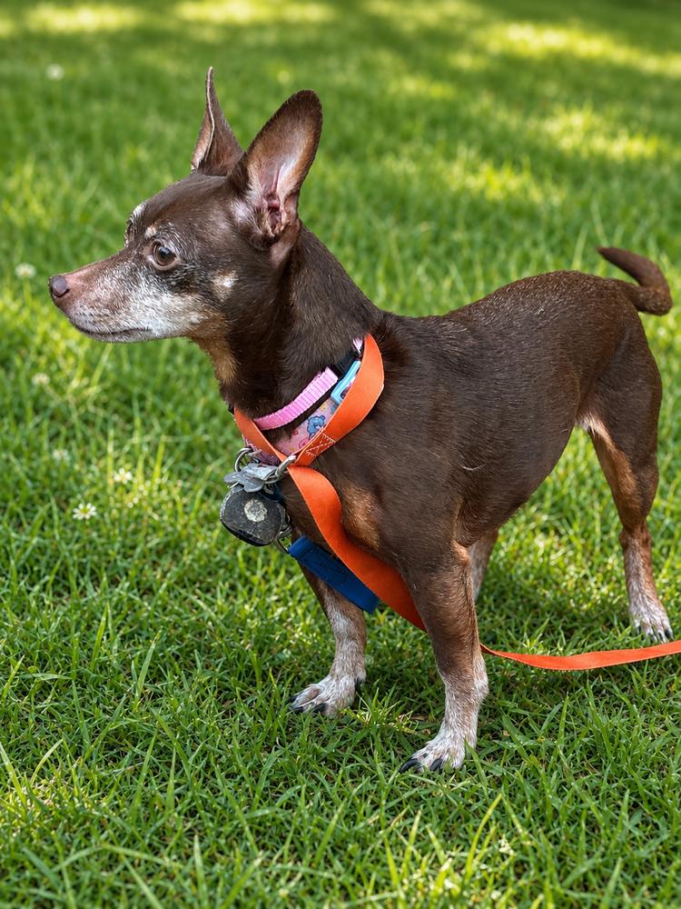 Enlarge Harley, a Adoptable Chihuahua in Jefferson Hills, PA image 3/3