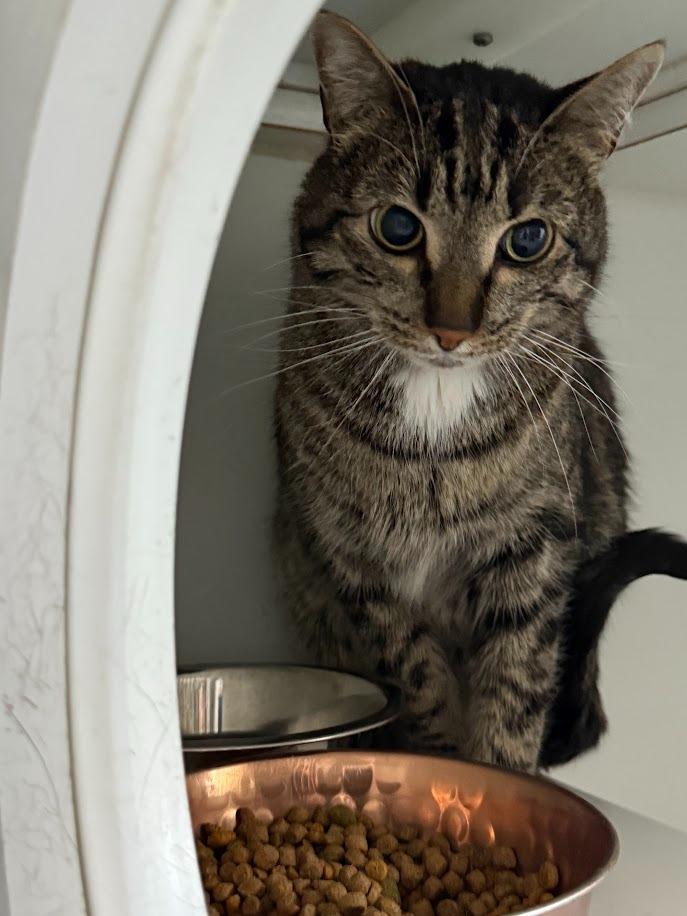 Omar, Adoptable, Adult Male Domestic Short Hair.