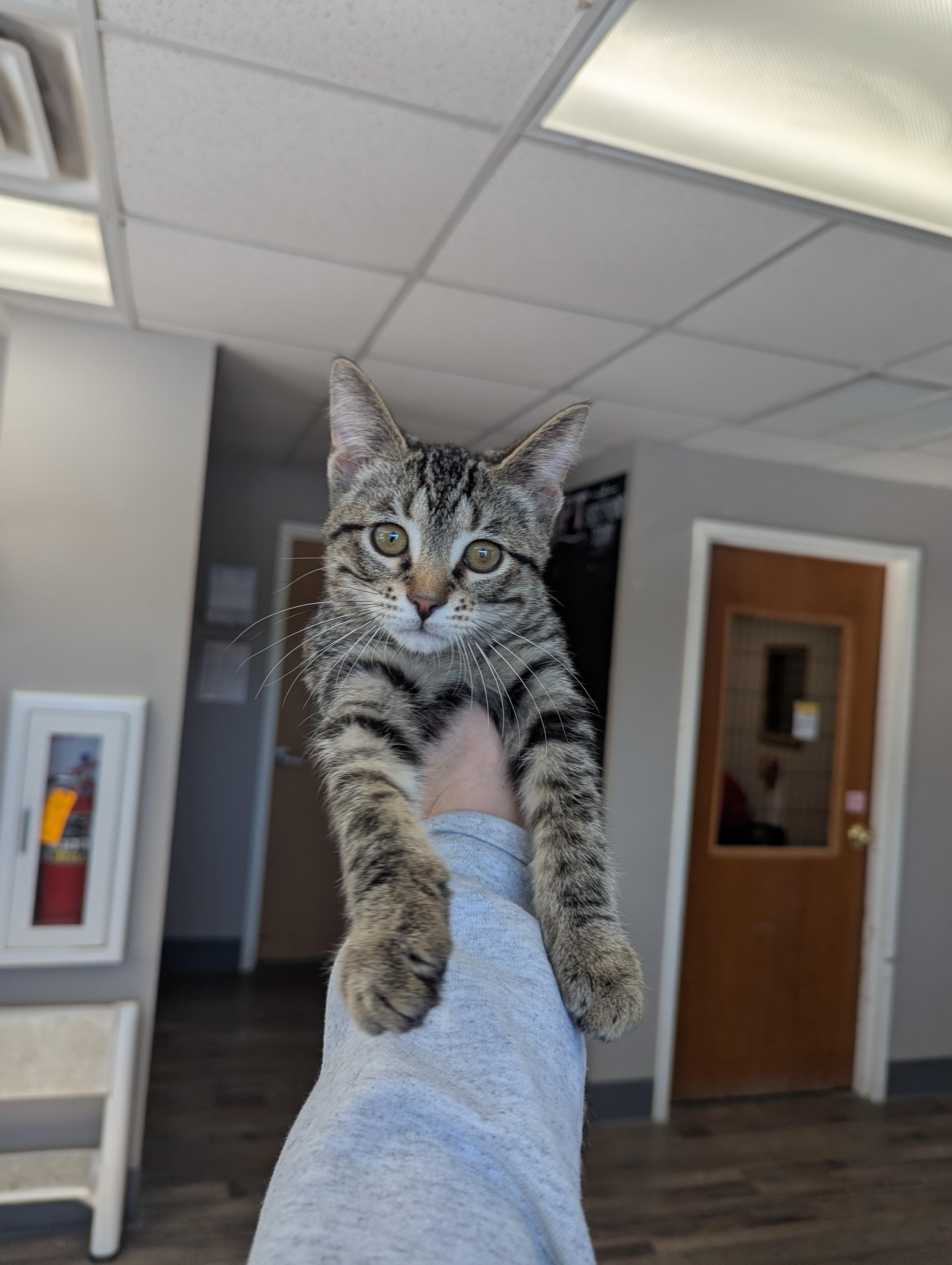 Luge, an adopted Domestic Short Hair in Oconto, WI image 3/3