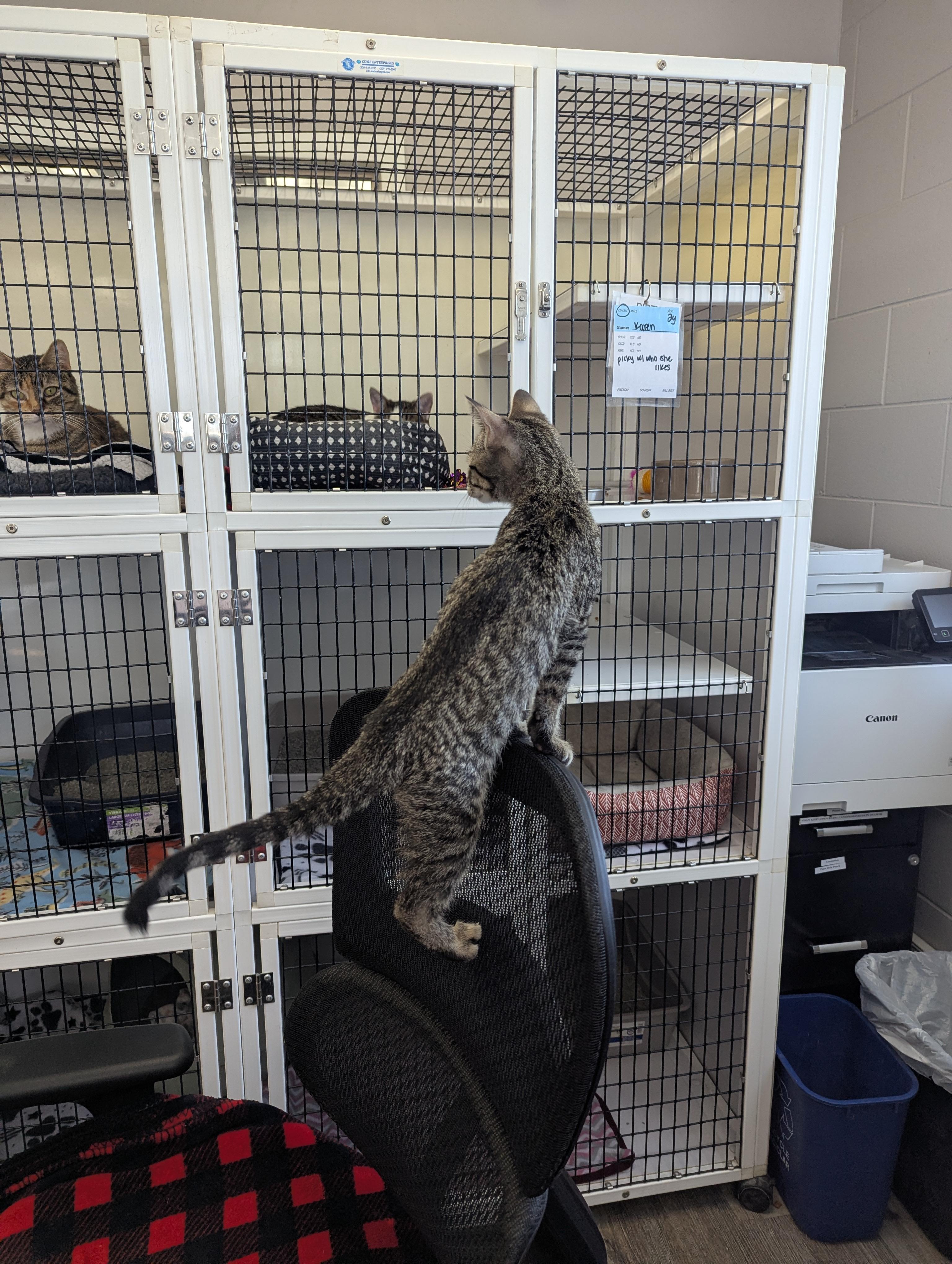 Luge, an adopted Domestic Short Hair in Oconto, WI image 2/3