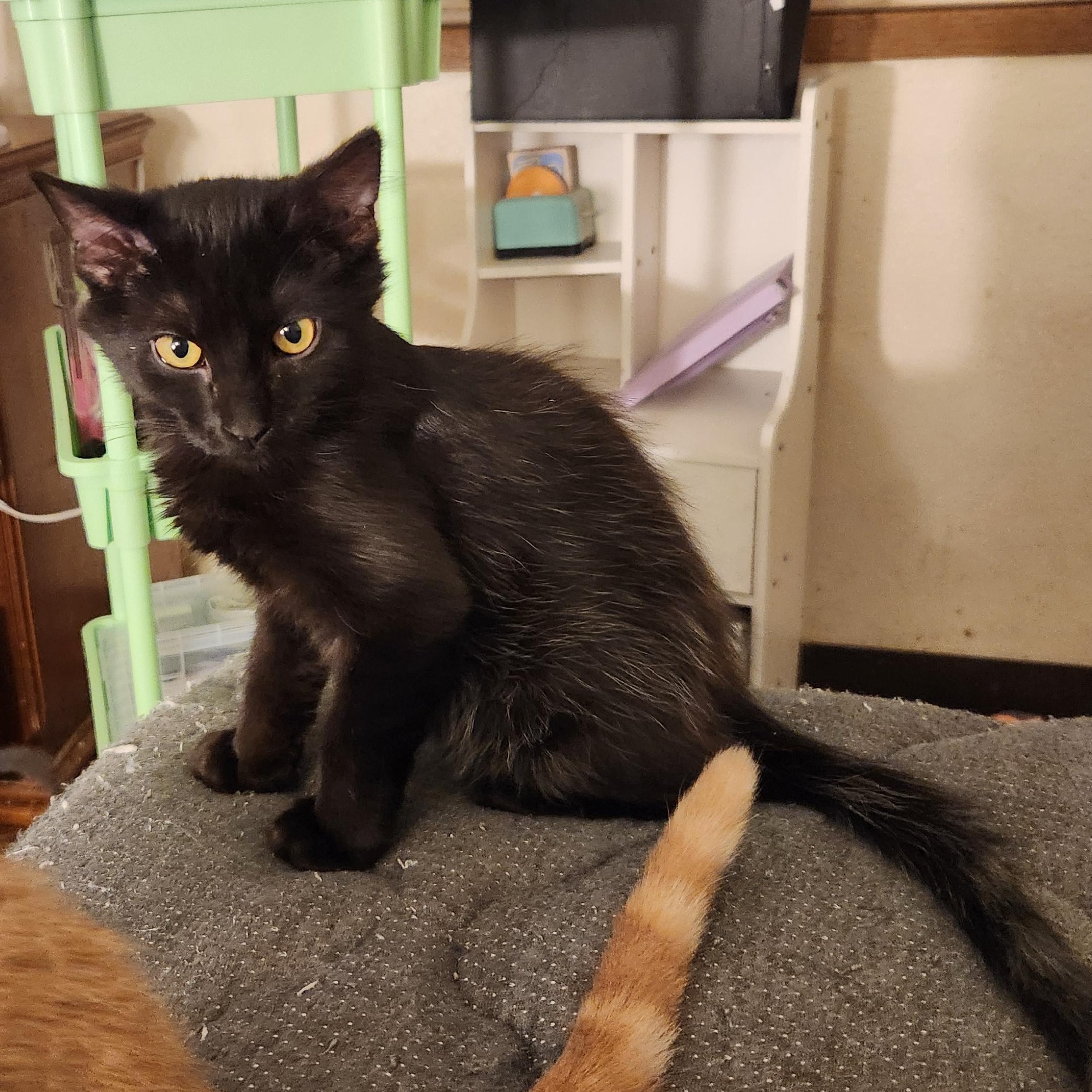 Tucker, Adoptable, Kitten Male Domestic Short Hair.