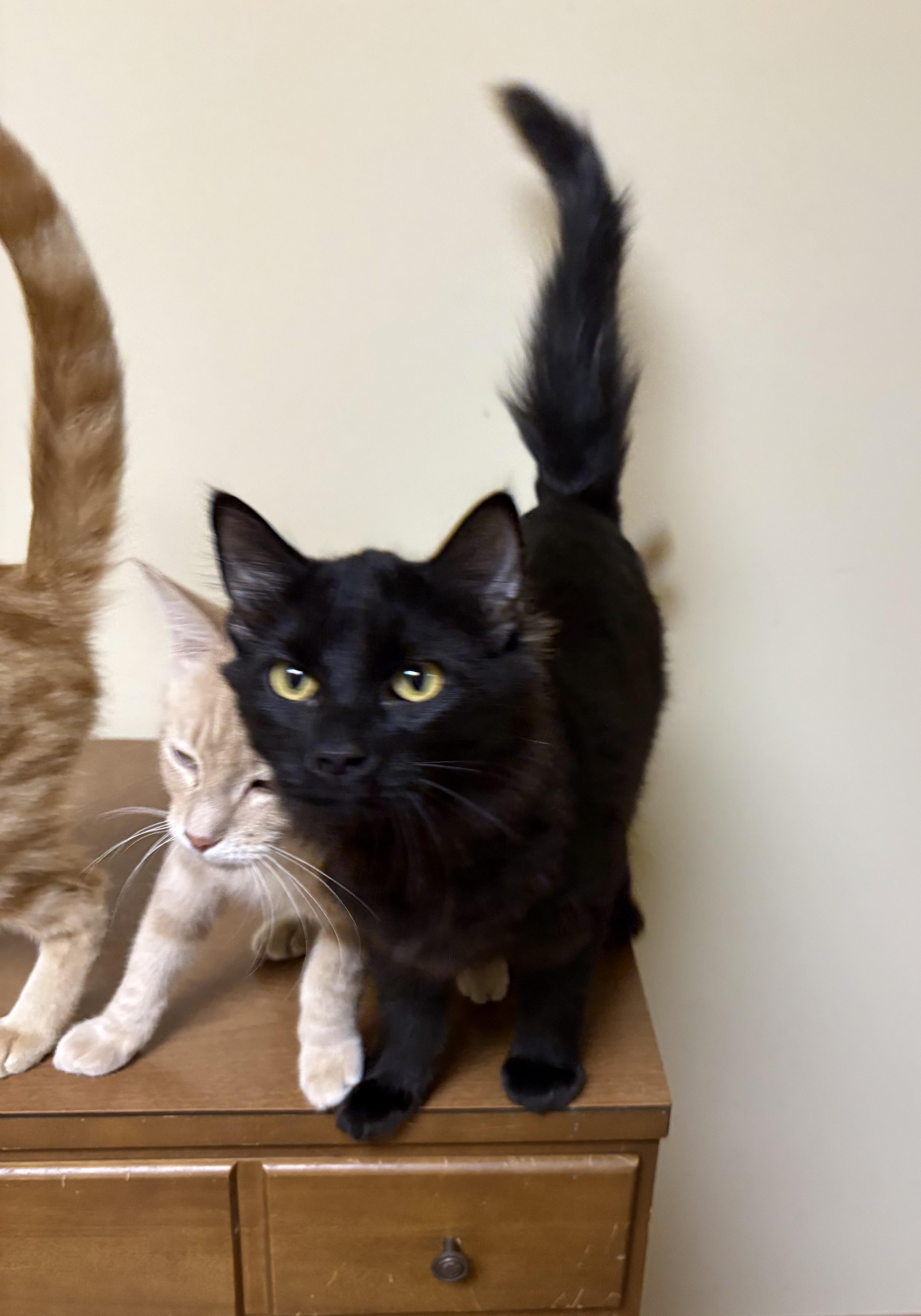 Tucker, adoptable, Kitten Male Domestic Short Hair.