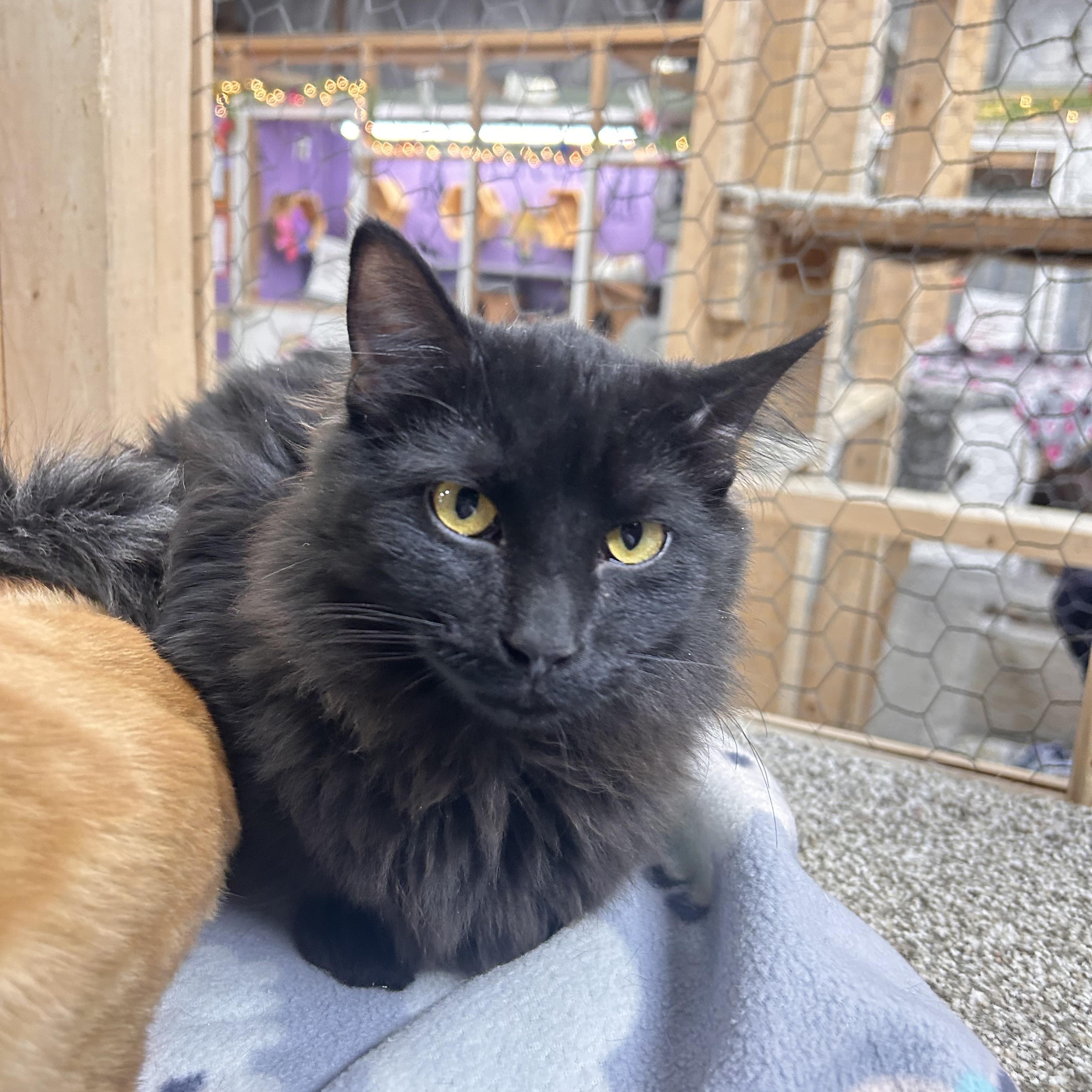 Enlarge Tucker, an adoptable Domestic Short Hair in Faribault, MN image 2/2