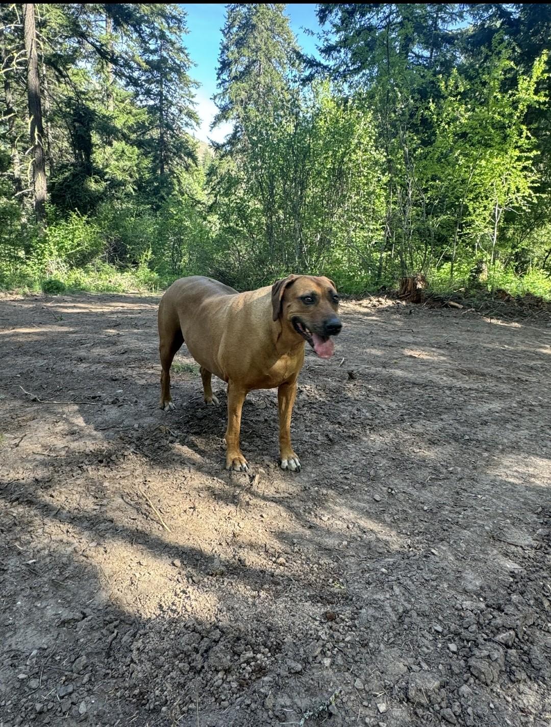 Enlarge B, a ADOPTABLE Rhodesian Ridgeback in Roslyn, WA image 2/3