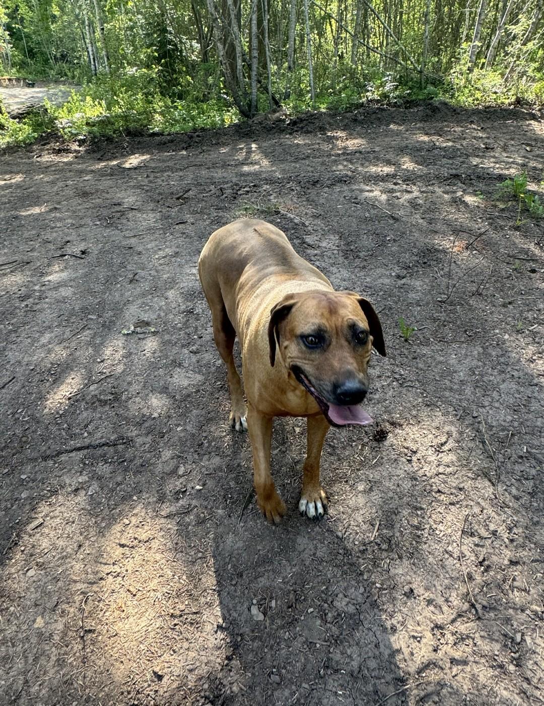 Enlarge B, a ADOPTABLE Rhodesian Ridgeback in Roslyn, WA image 3/3