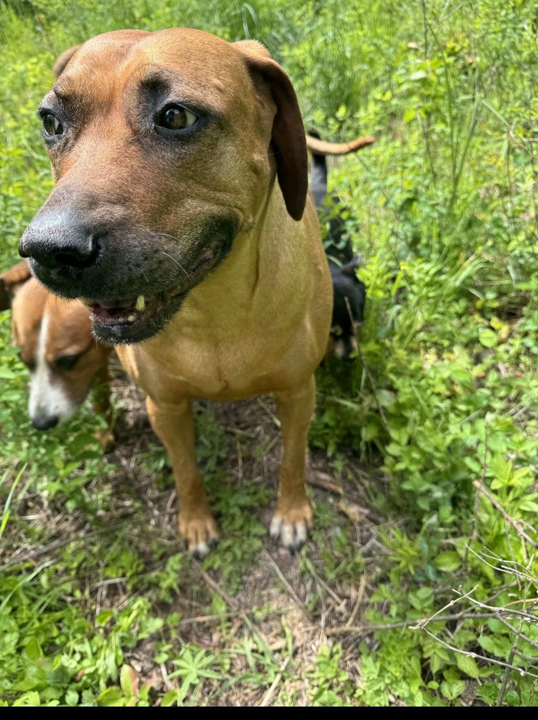 B, ADOPTABLE, Adult Female Rhodesian Ridgeback.