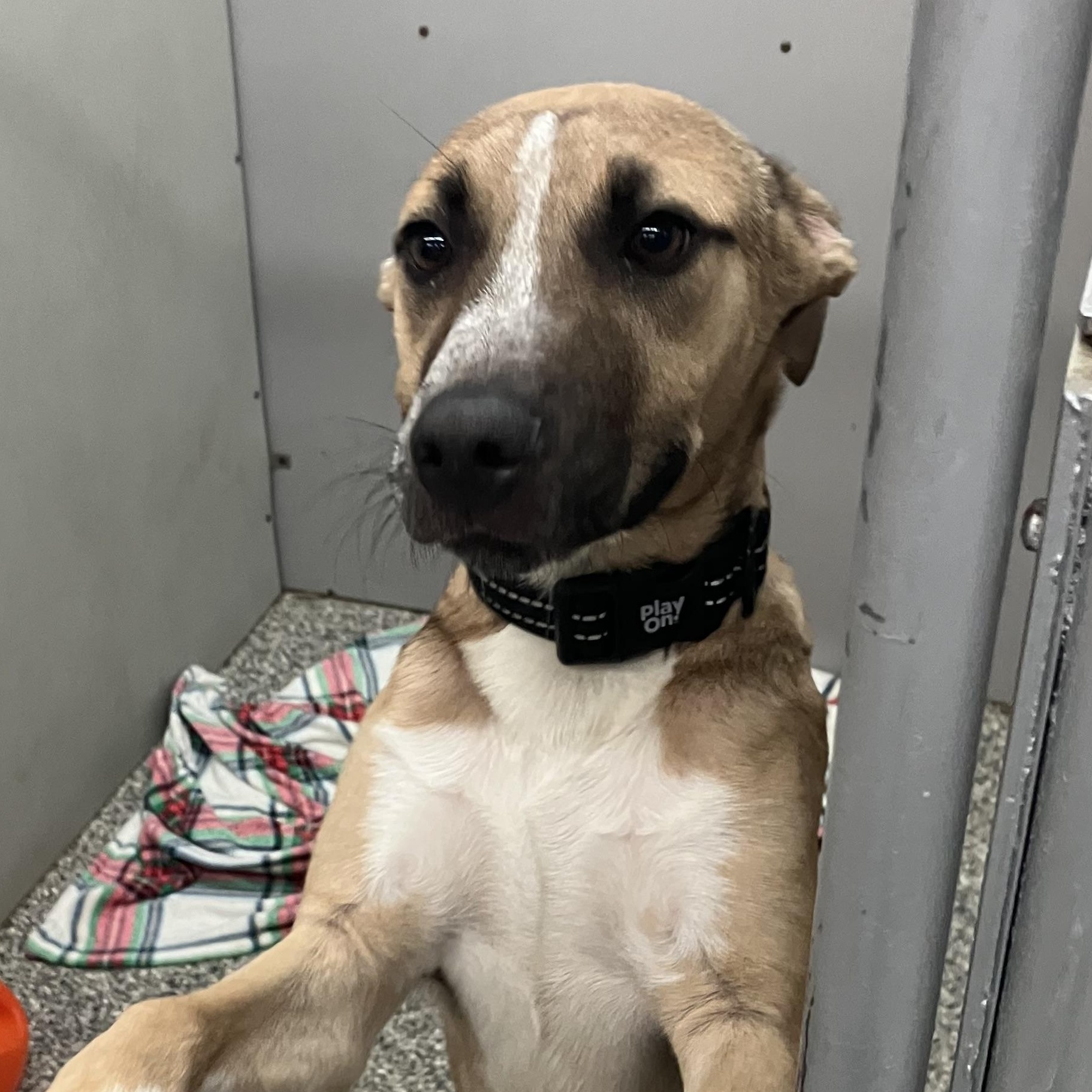 Aion, Adoptable, Puppy Female Shepherd.