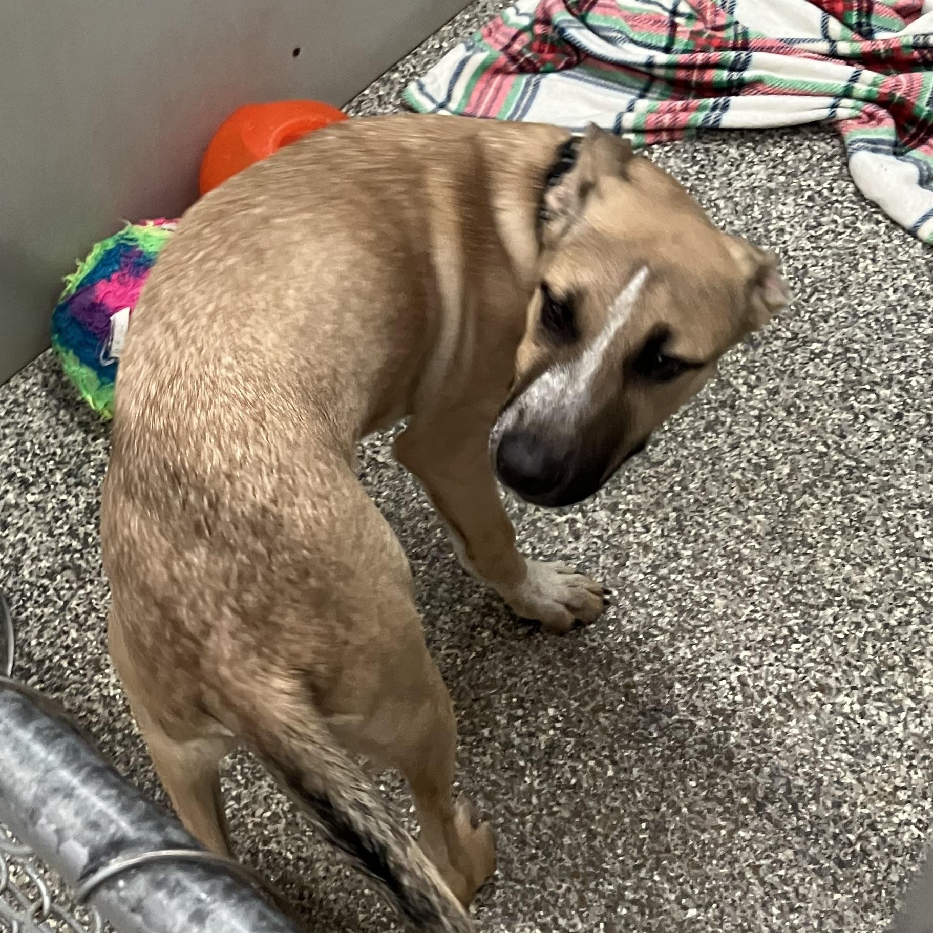 Enlarge Aion, a Adoptable mixed breed in Parma, OH image 2/2