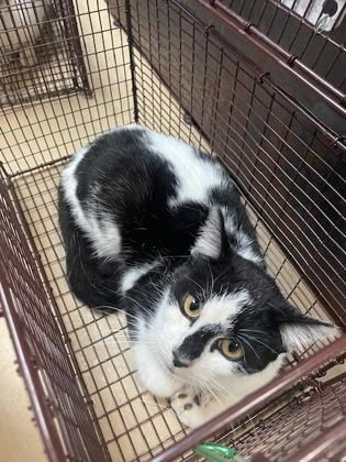 Trey, Adoptable, Adult Male Domestic Short Hair & Domestic Short Hair.