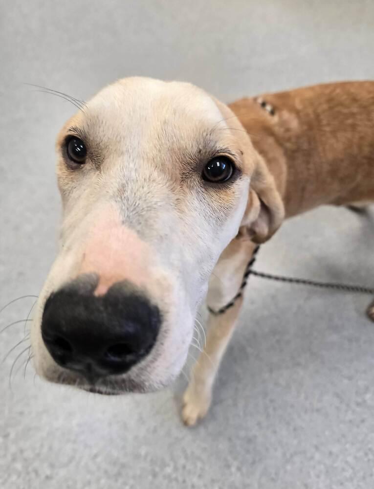 Enlarge Strike, a Adoptable mixed breed in Wellington, KS image 1/6