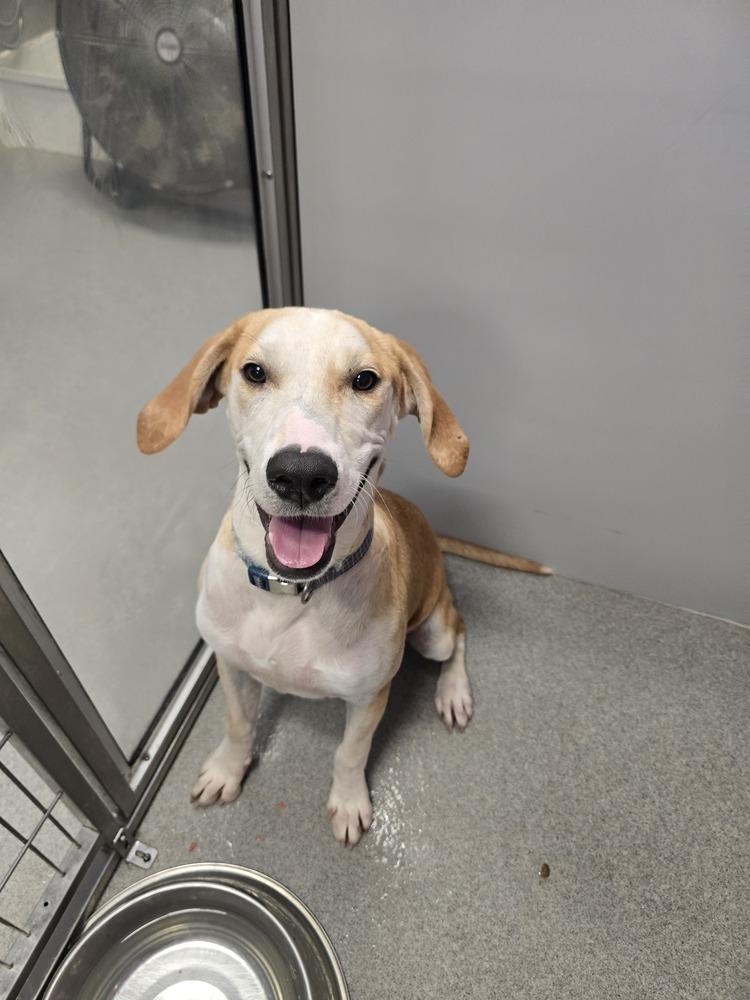 Enlarge Strike, a Adoptable mixed breed in Wellington, KS image 2/6