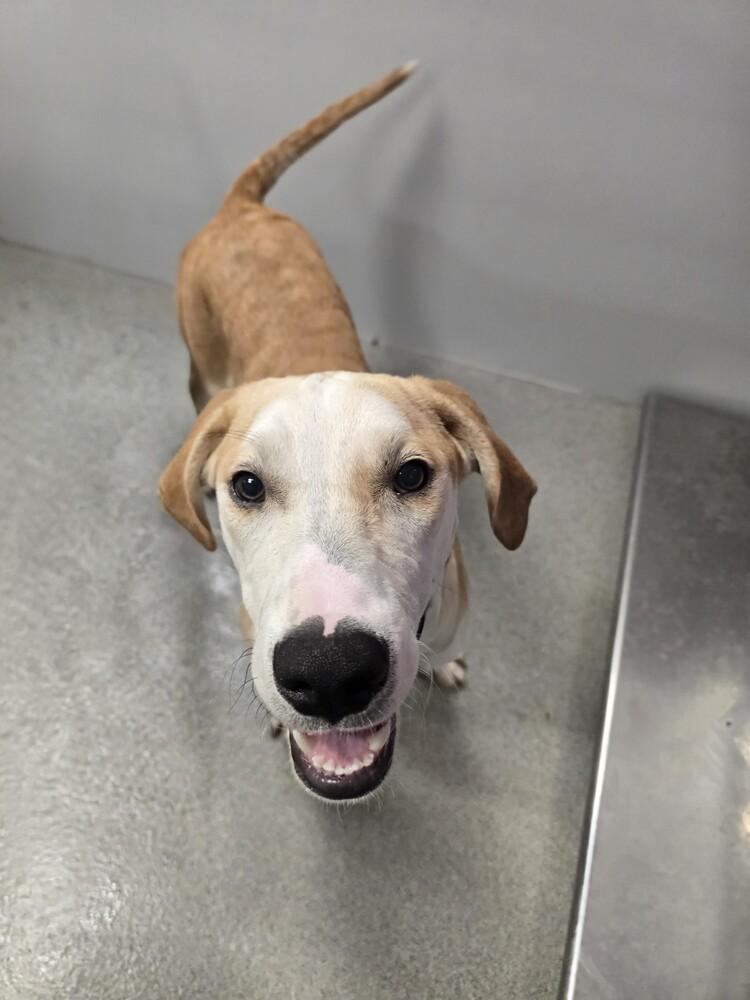 Enlarge Strike, a Adoptable mixed breed in Wellington, KS image 3/6