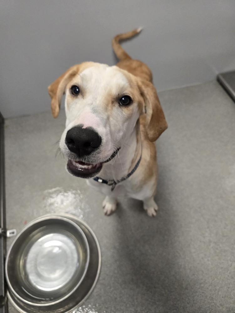 Enlarge Strike, a Adoptable mixed breed in Wellington, KS image 4/6