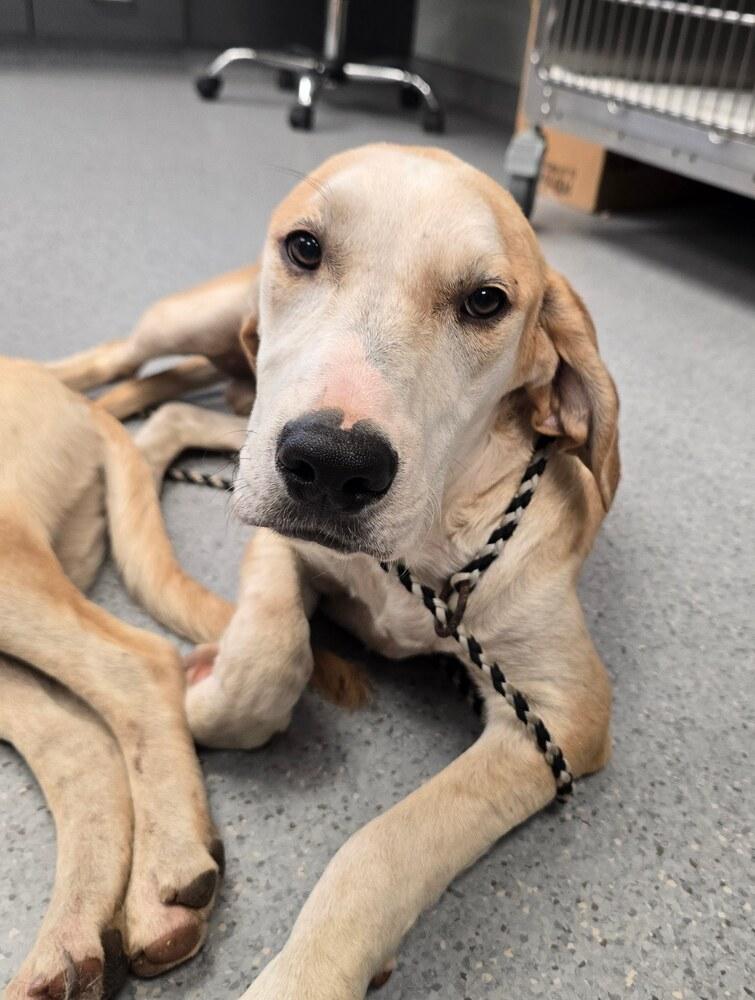 Enlarge Strike, a Adoptable mixed breed in Wellington, KS image 5/6