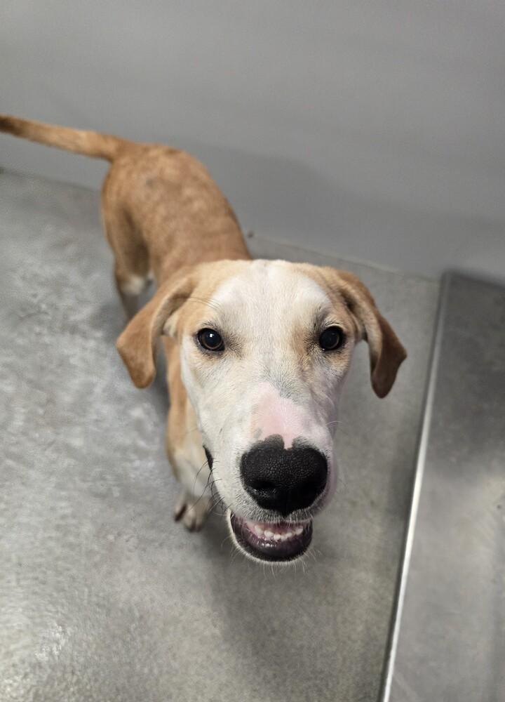 Enlarge Strike, a Adoptable mixed breed in Wellington, KS image 6/6