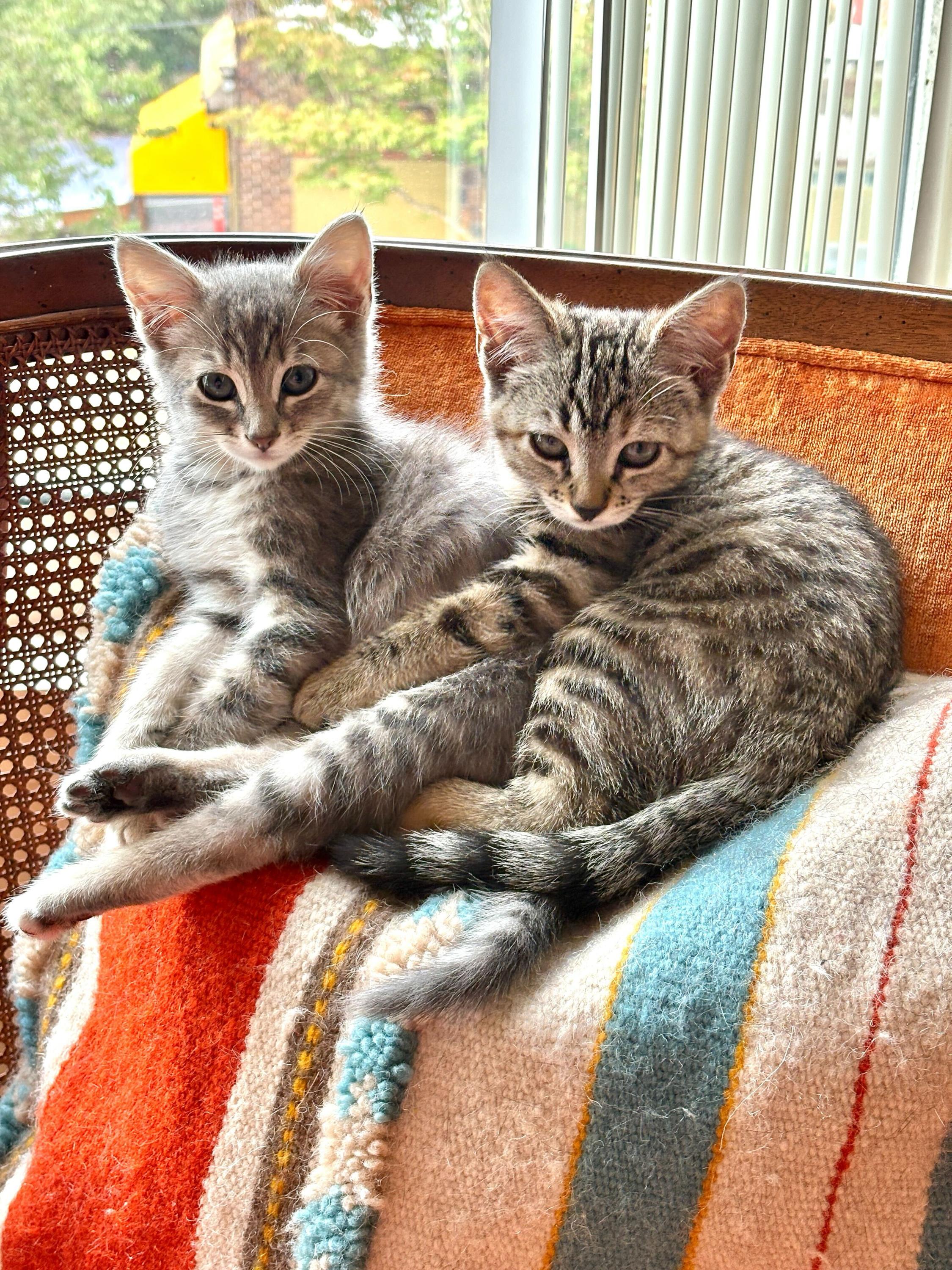 Cardi And Minaj photo 1