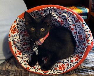 Enlarge Allis, a Adoptable Domestic Short Hair in Minneapolis, MN image 1/2