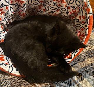 Enlarge Allis, a Adoptable Domestic Short Hair in Minneapolis, MN image 2/2