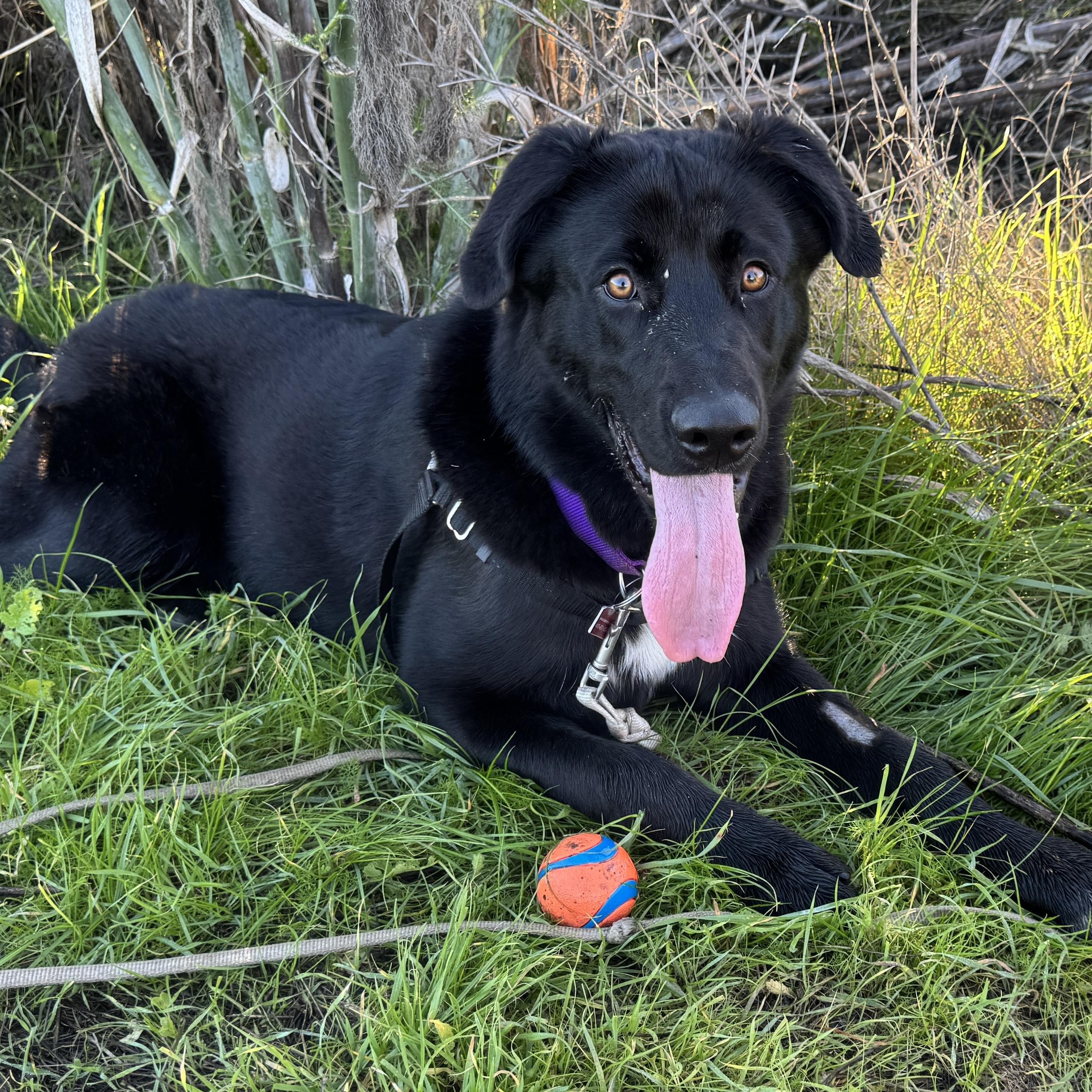 Enlarge Moose, a ADOPTABLE mixed breed in San Francisco, CA image 2/6