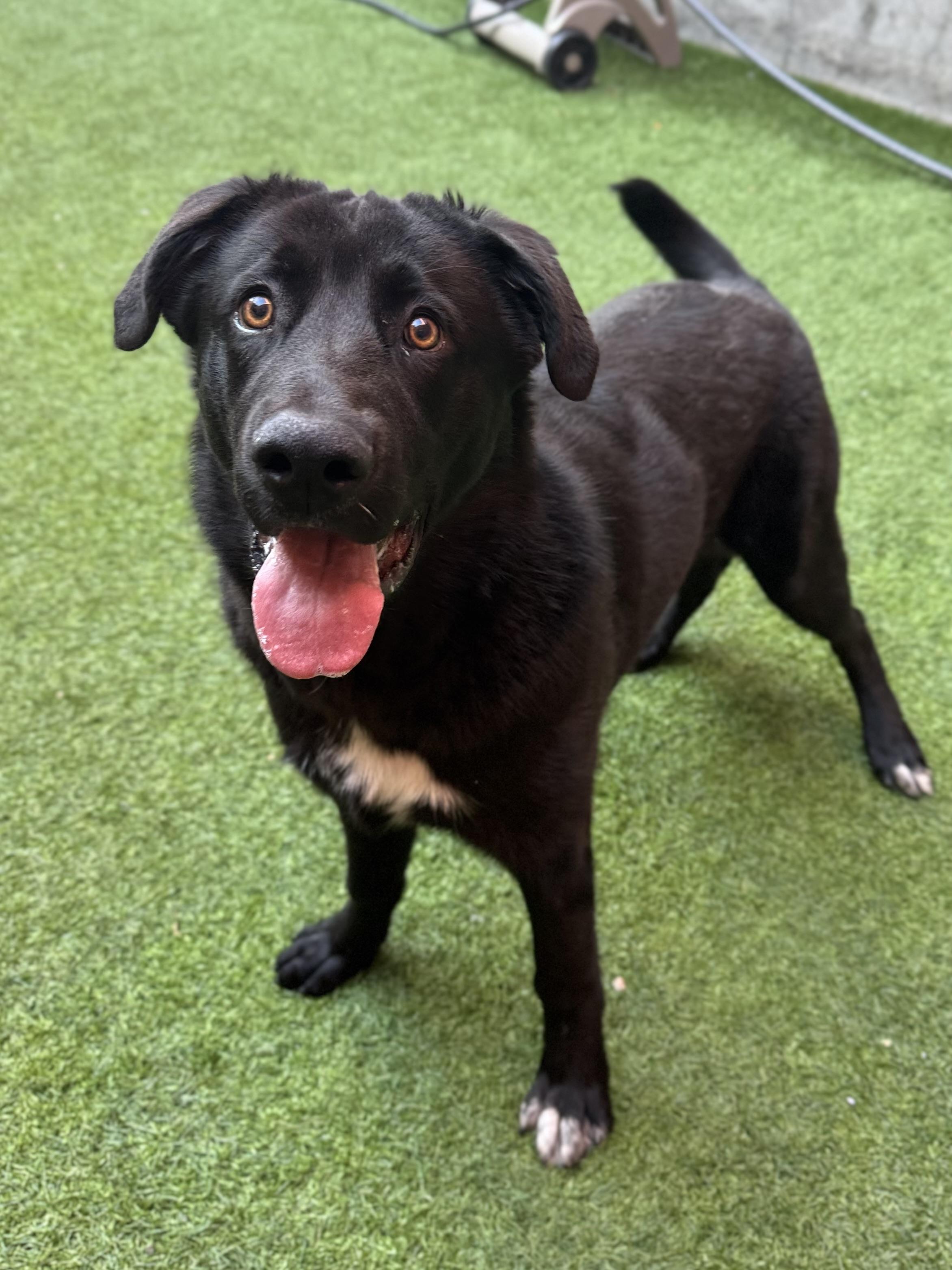 Enlarge Moose, a ADOPTABLE mixed breed in San Francisco, CA image 4/6