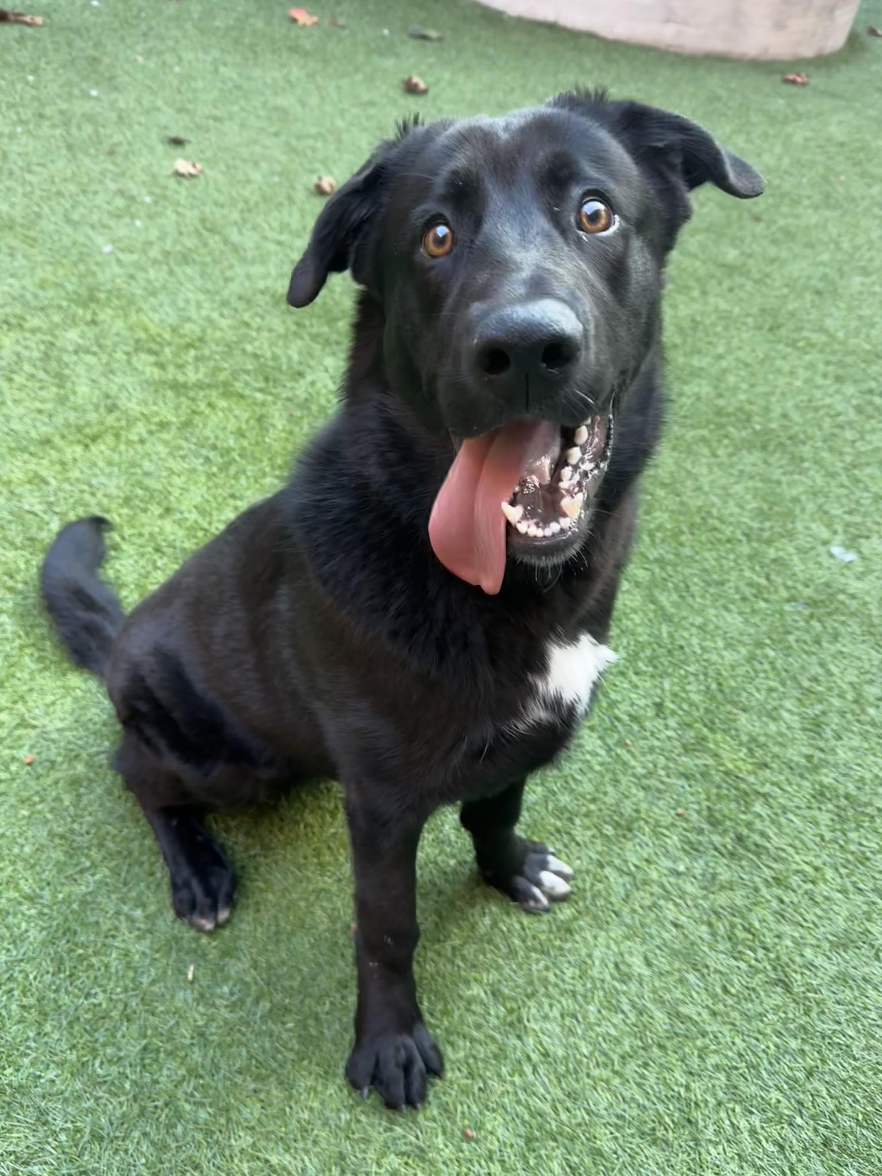 Enlarge Moose, a ADOPTABLE mixed breed in San Francisco, CA image 5/6