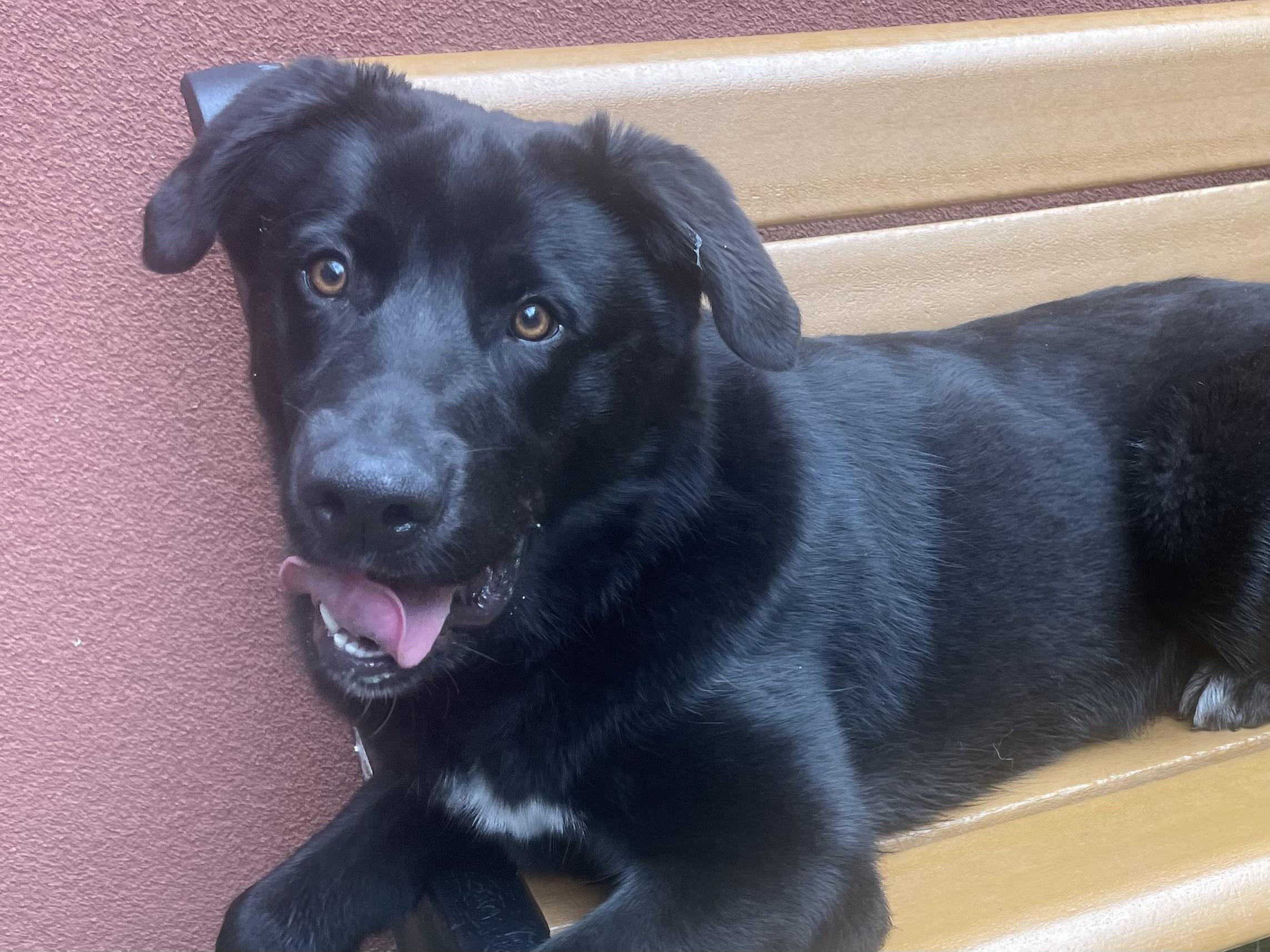 Enlarge Moose, a ADOPTABLE mixed breed in San Francisco, CA image 3/6