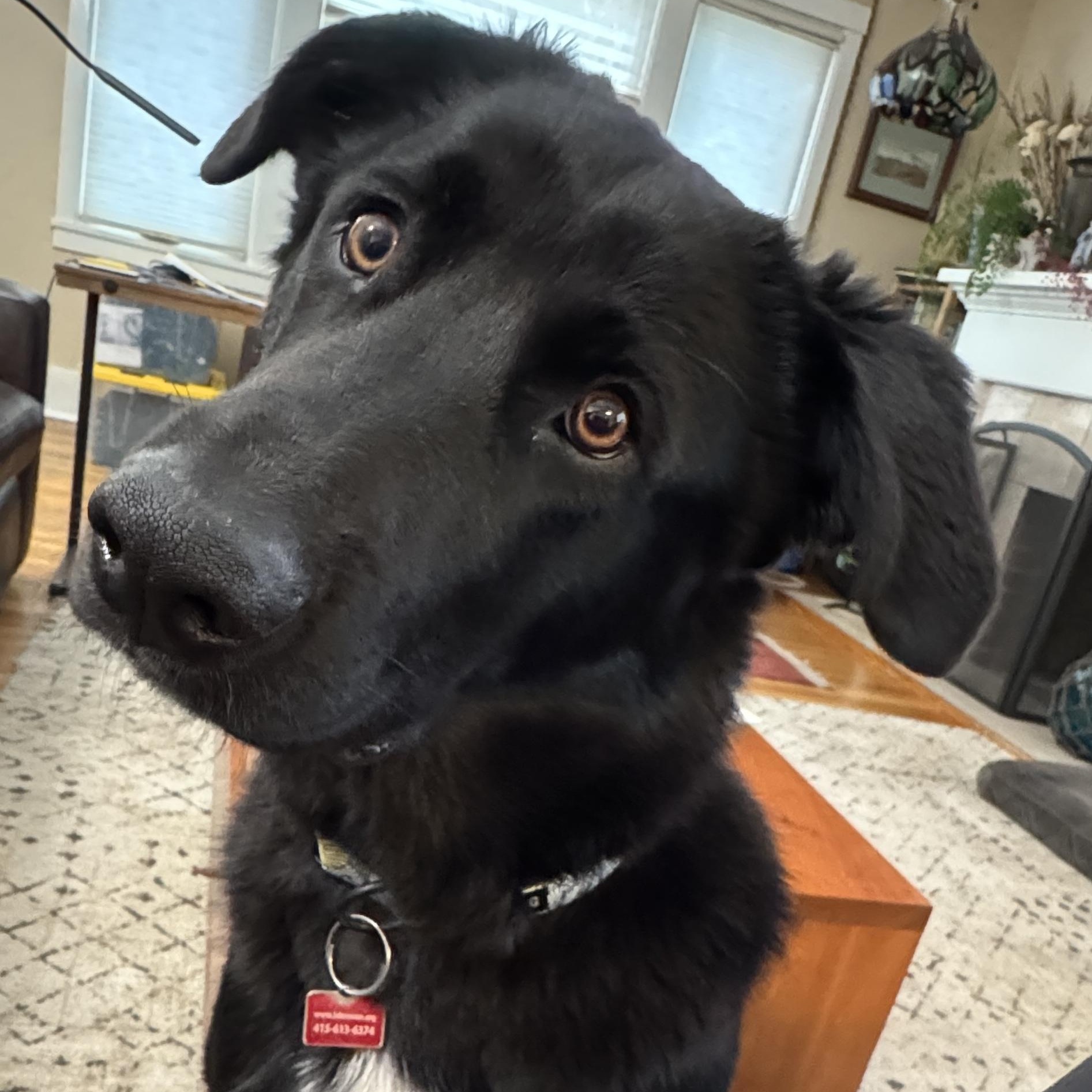 Moose, ADOPTABLE, Young Male Labrador Retriever.