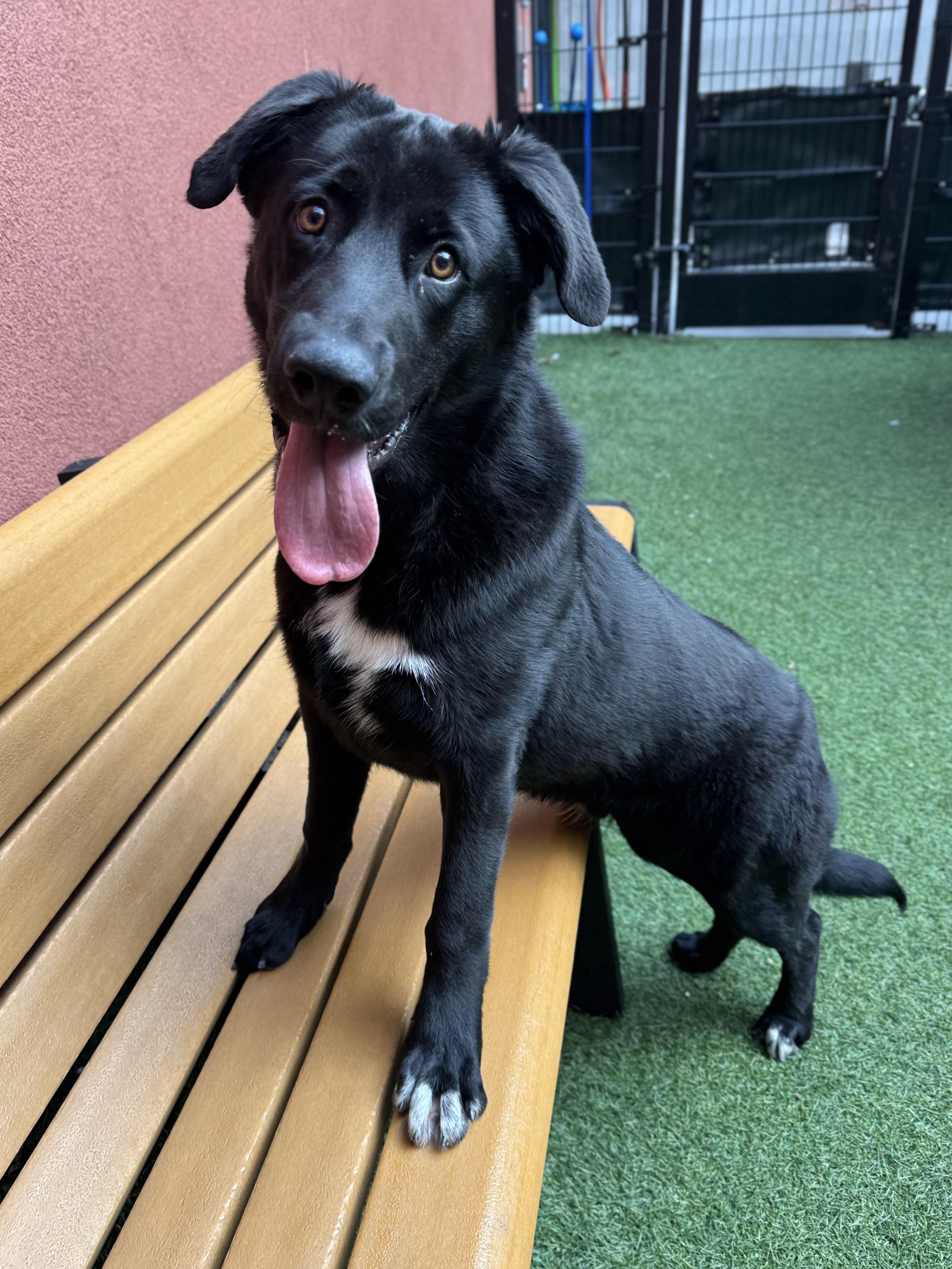 Enlarge Moose, a ADOPTABLE mixed breed in San Francisco, CA image 6/6