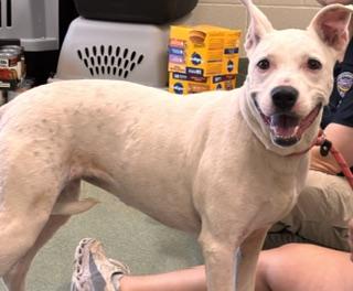 SERENA, Adoptable, Young Female American Bulldog & Mixed Breed.