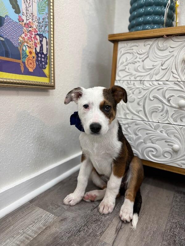 Poppy Lou Zoomieboo — thumbnail 4