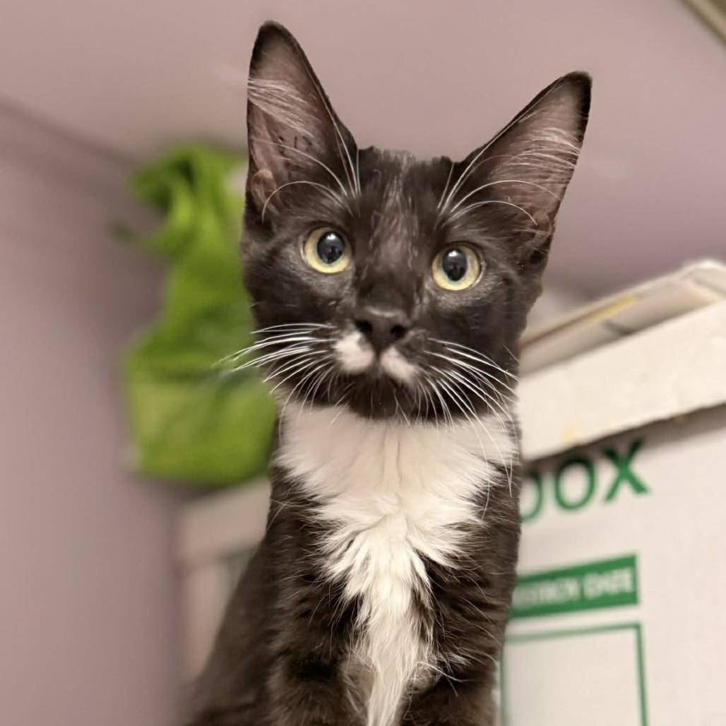 Shae, Adoptable, Kitten Female Domestic Medium Hair.