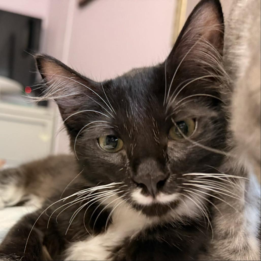 Enlarge Shae, a Adoptable Domestic Medium Hair in Abbotsford, BC image 2/3