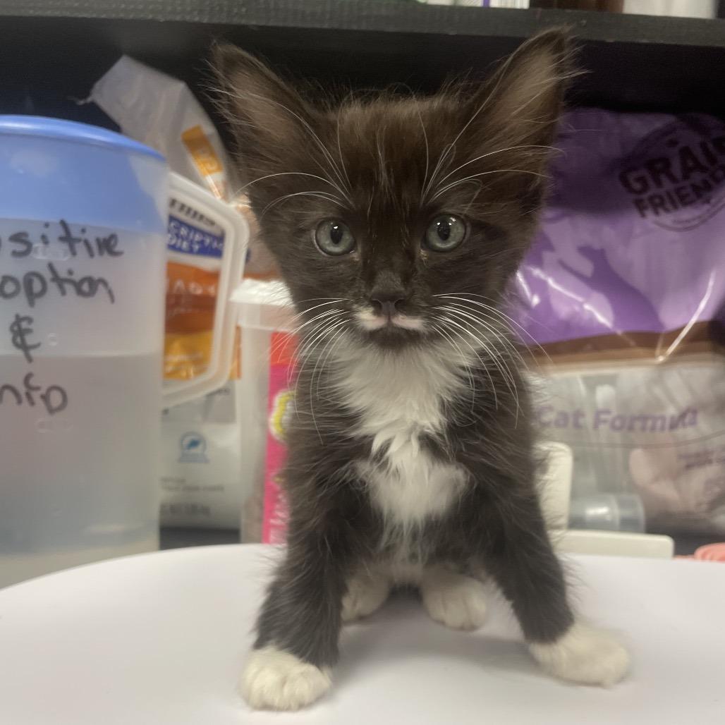 Enlarge Shae, a Adoptable Domestic Medium Hair in Abbotsford, BC image 3/3