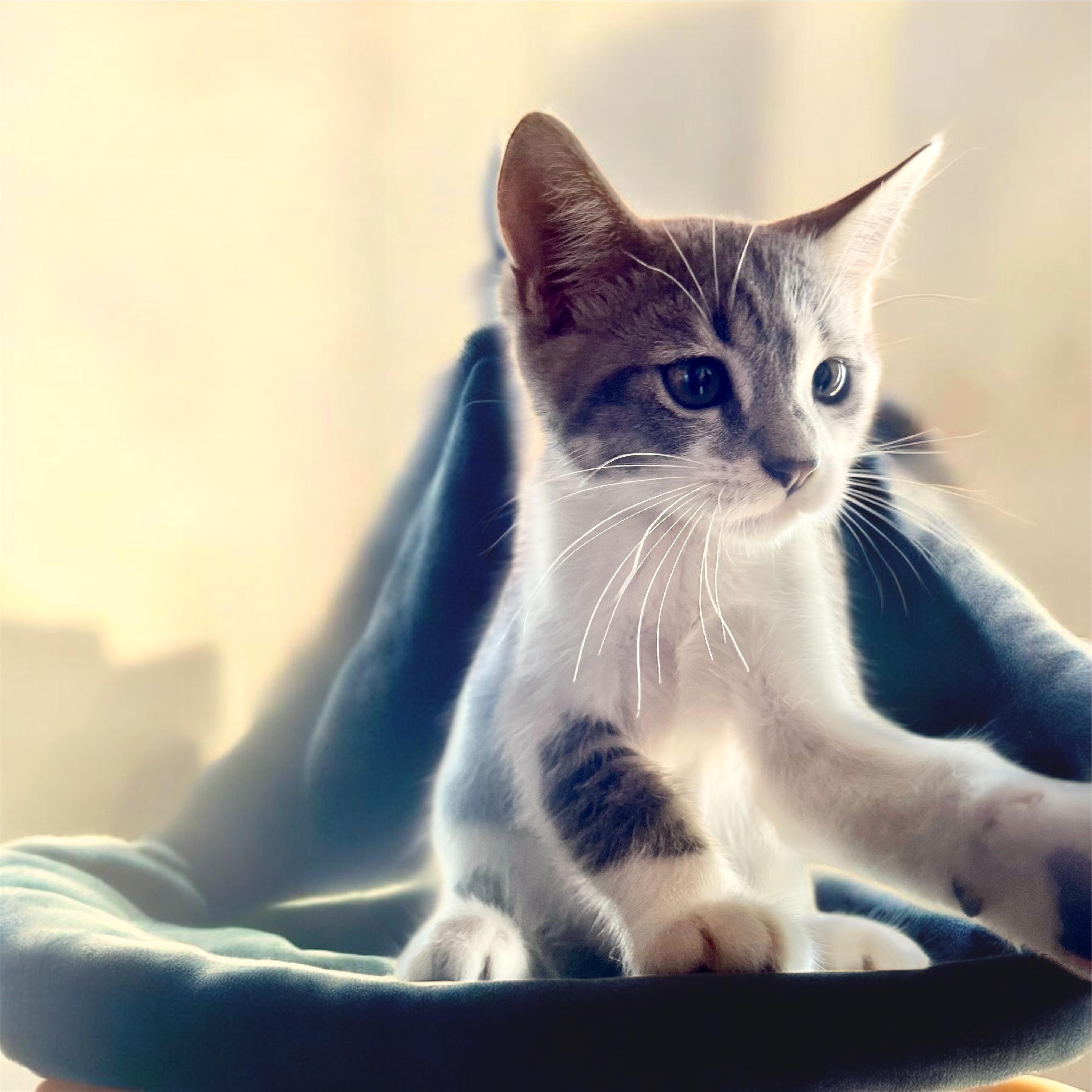 LALA Domestic Short Hair Cat
