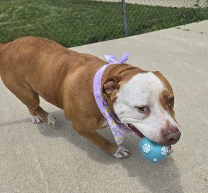 Enlarge Apalla, a ADOPTABLE Pit Bull Terrier in Bucyrus, OH image 5/5