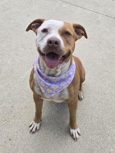 Apalla, ADOPTABLE, Adult Female Pit Bull Terrier.