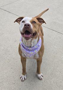 Enlarge Apalla, a ADOPTABLE Pit Bull Terrier in Bucyrus, OH image 2/5