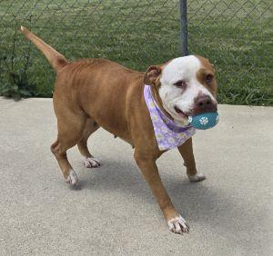 Enlarge Apalla, a ADOPTABLE Pit Bull Terrier in Bucyrus, OH image 3/5